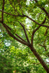 Perfect natural wooden pattern. Wood in summer day, mindfullness, eco-froendly, ecological, organic background