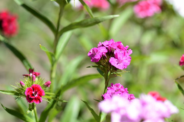 Beautiful sweet william flowers (Dianthus barbatus) in the garden close up