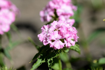 Beautiful sweet william flowers (Dianthus barbatus) in the garden close up