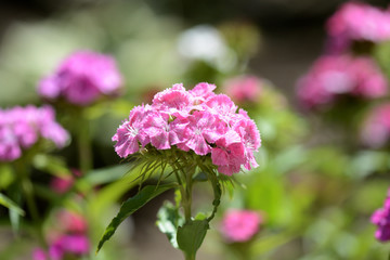 Beautiful sweet william flowers (Dianthus barbatus) in the garden close up
