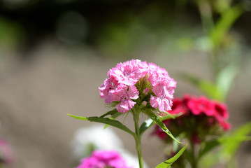 Beautiful sweet william flowers (Dianthus barbatus) in the garden close up