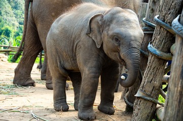 Fototapeta premium Happy elephants with littel baby enjoy life and eating grass at Chiang Mai elephant camp on the bright sunny day in Northern Thailand.