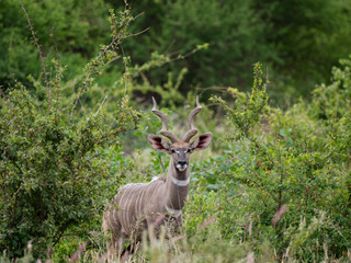 Kudu in Tsavo Conservation Area, Kenya