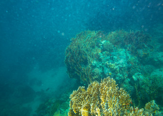 sea fish near coral, underwater