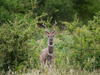 Kudu in Tsavo Conservation Area, Kenya