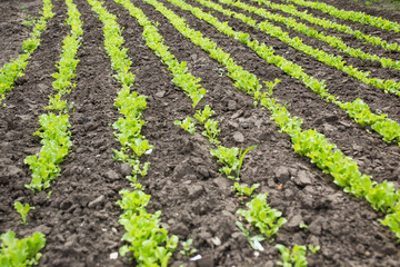 Leaves of young lettuce on the ground. Rows of stripes.