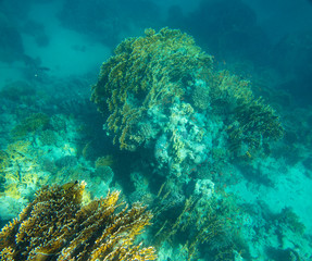 Fototapeta na wymiar sea fish near coral, underwater