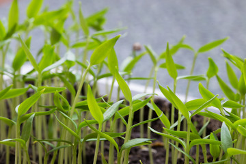 Small seedlings of lettuce growing in cultivation tray