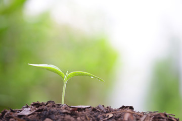 Young green sapling planting with water drop dew