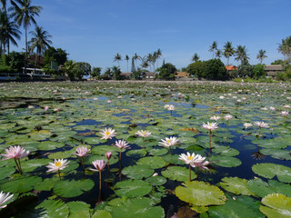 Beautiful pond with waterlilies in Candidasa, Bali © Marlon