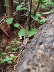 Agama Lizard in Eastern Africa
