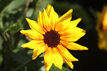 Nahaufnahmen von Gartenblumen