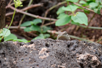 Agama Lizard in Eastern Africa