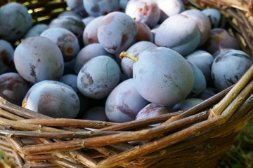 Plum in the basket.  Summer fruits. Harvest plums. Ripe blue plums in a basket