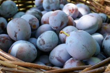 Plum in the basket close-up background.  Harvest plums. Ripe blue plums in a basket