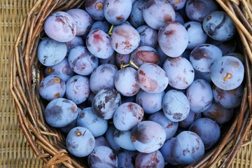 Plum in the basket close-up background.  Summer fruits. Harvest plums. Ripe blue plums in a basket