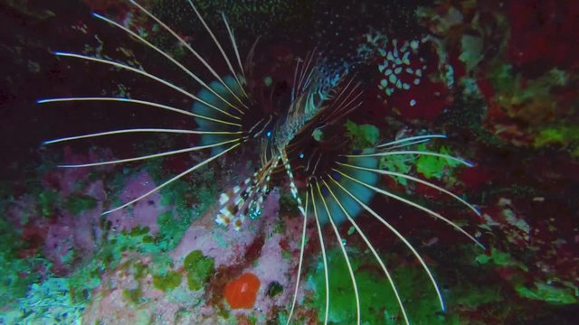 Close up of broad barred firefish aka spotfin lionfish swimming in underwater lagoon. 30FPS Slow Motion.