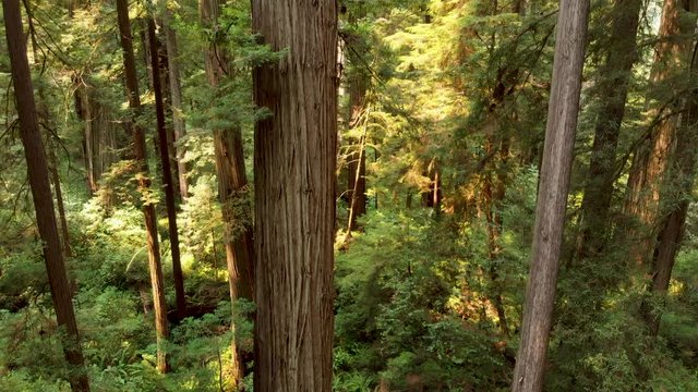 aerial showing trunk of massive redwood tree in northern California. redwood forest pan up