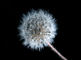 close up of dandelion flower over black background