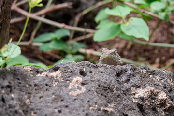 Agama Lizard in Eastern Africa