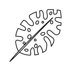 exotic and tropical leaf plant