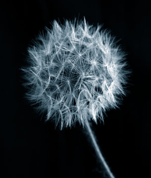 close up of dandelion flower over black background monochrome image