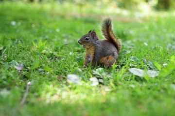 Red squirrel searching for the food on the grond.