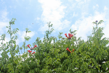 강변쉼터에 어사꽃