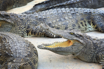 crocodile farm