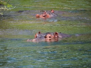 Fototapeta premium Hippos in Tsavo West National Park area, Kenya