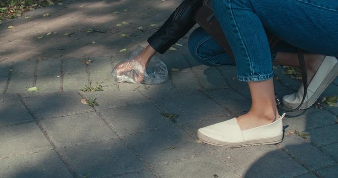 Dog owner cleaning dogs excrement