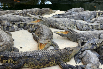 crocodile farm