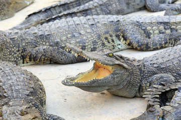 Fototapeta premium crocodile farm