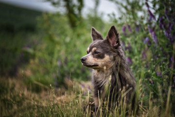 portrait Hund in der natur im gras mit mohnblumen und himmel im hintergrund