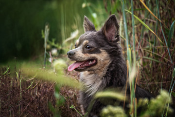 portrait Hund in der natur im gras mit mohnblumen und himmel im hintergrund