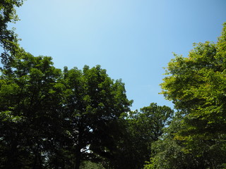 青空と深緑