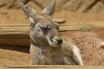 カンガルーの昼寝