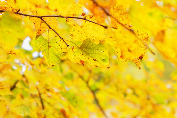 autumn yellow leaves