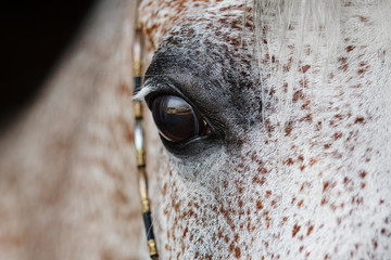 Eye of a beautiful gray arabian horse close up on black background, animal face