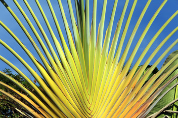 palm leaves background