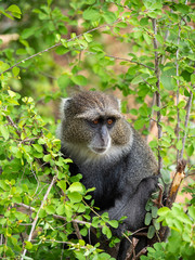 Blue Monkey in Tsavo West National Park, Kenya