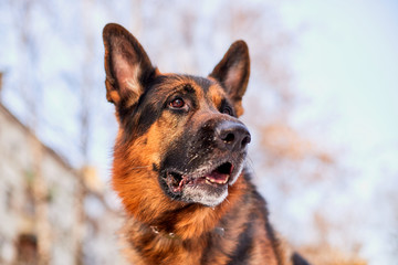 Dog German Shepherd in a city in a winter