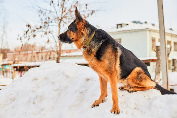 Dog German Shepherd in a city in a winter
