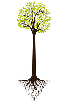 Green tree silhouette. Vector