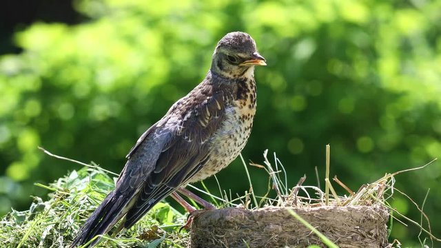 Nestling thrush fieldfare sitting on the nest in the natural environment on a sunny summer day
