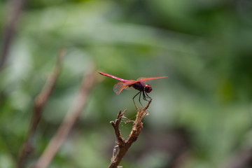 Red Veined Darter Dragonfly, Eastern Africa