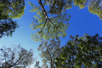 Krone tropical tree on a background of blue sky