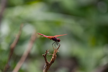Red Veined Darter Dragonfly, Eastern Africa