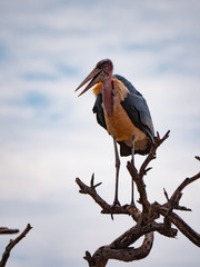 Marabou Stork in Eastern Africa