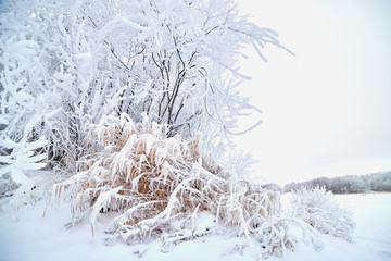 Grass and trees in frost on winter day, morning or evening